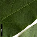 SpeciesSub: var. dictyophylla